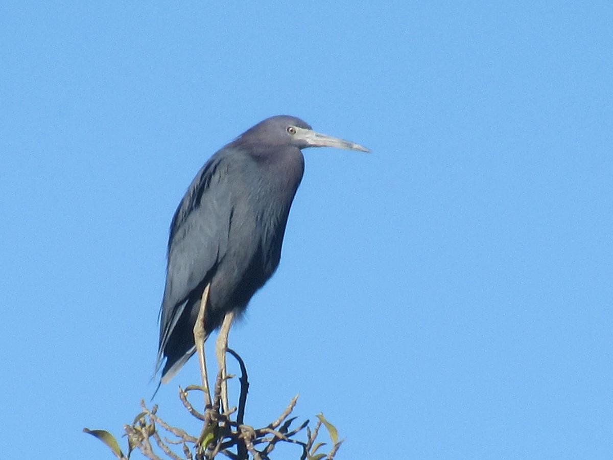 Koartzatxo urdina - ML646459285