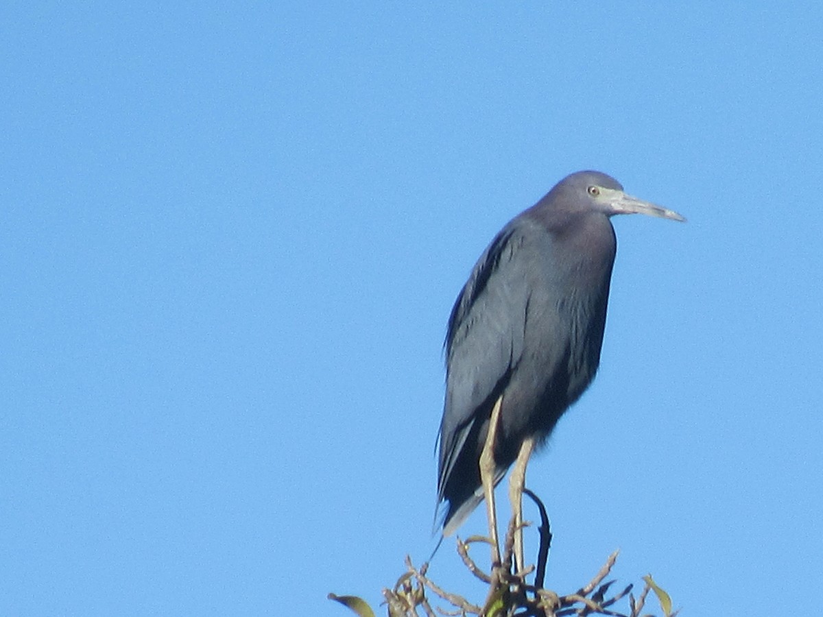 Koartzatxo urdina - ML646459286