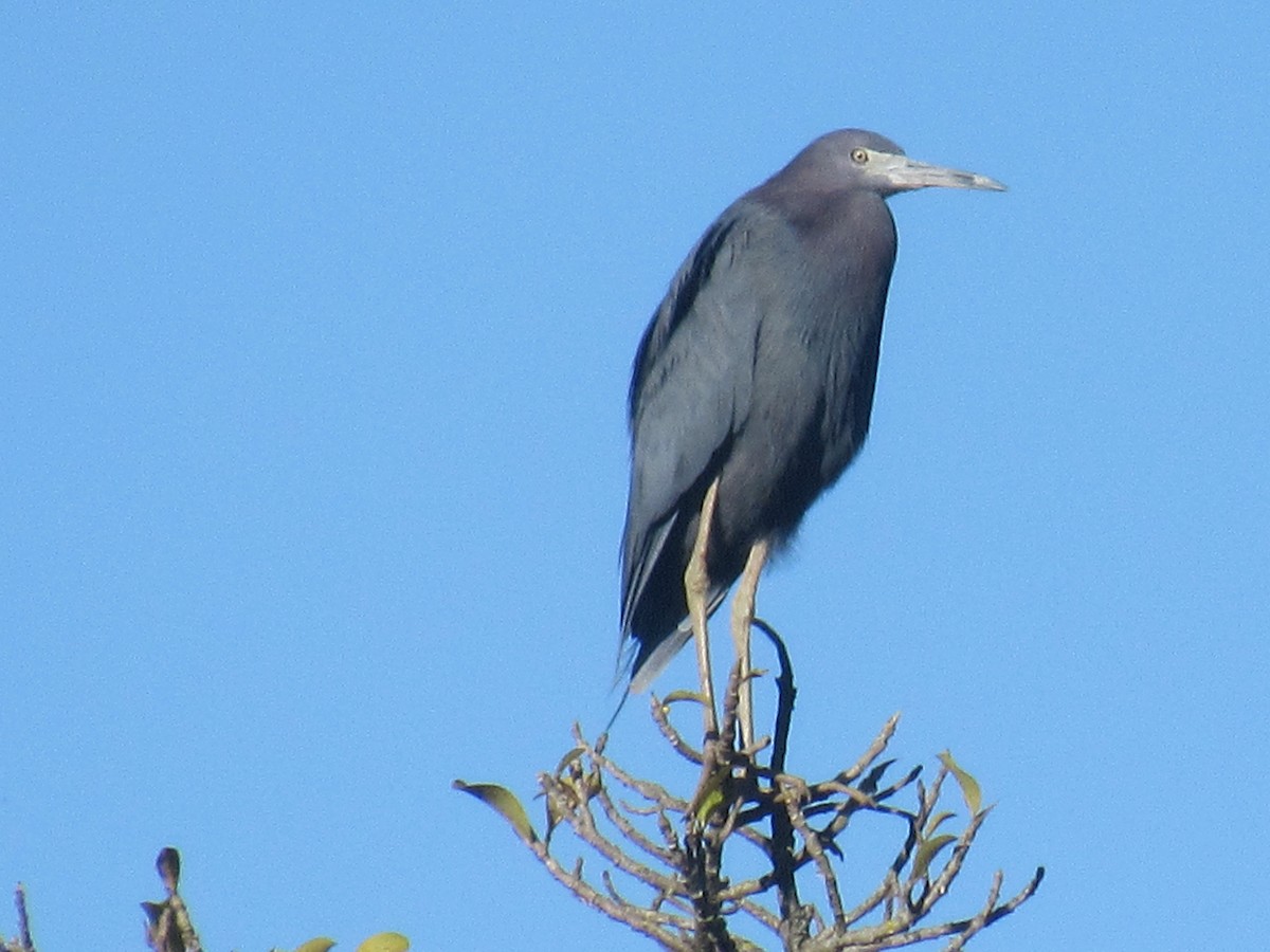 Koartzatxo urdina - ML646459287