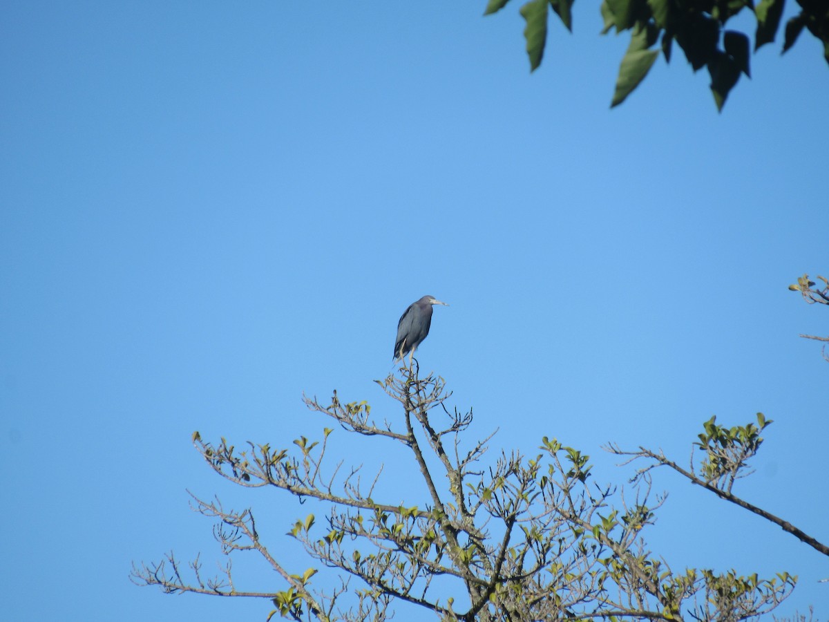 Koartzatxo urdina - ML646459288