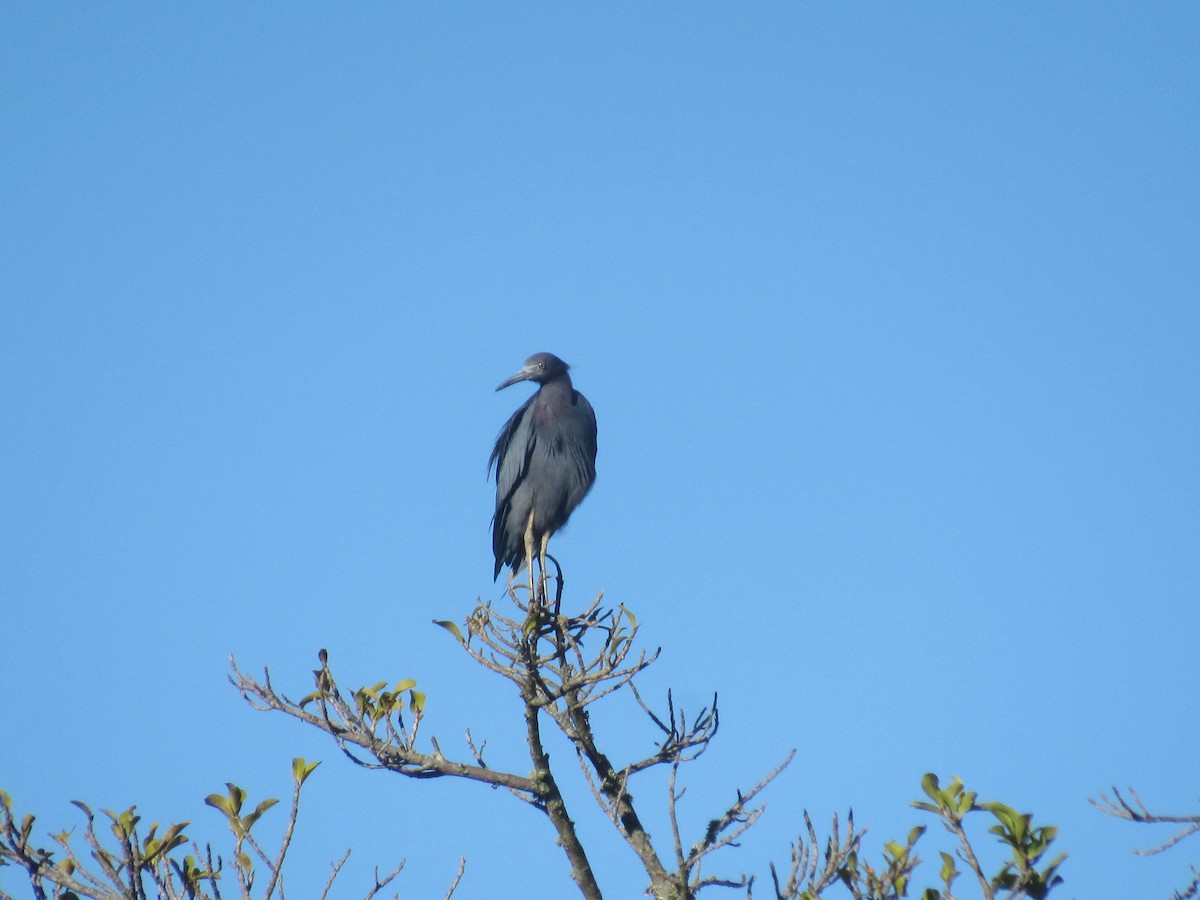 Koartzatxo urdina - ML646459289