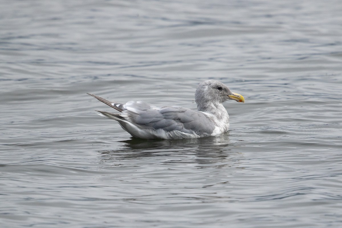 Western x Glaucous-winged Gull (hybrid) - ML646459290