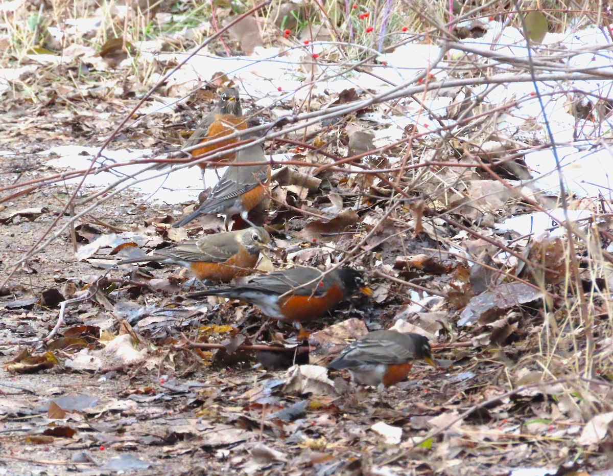 American Robin - ML646459291