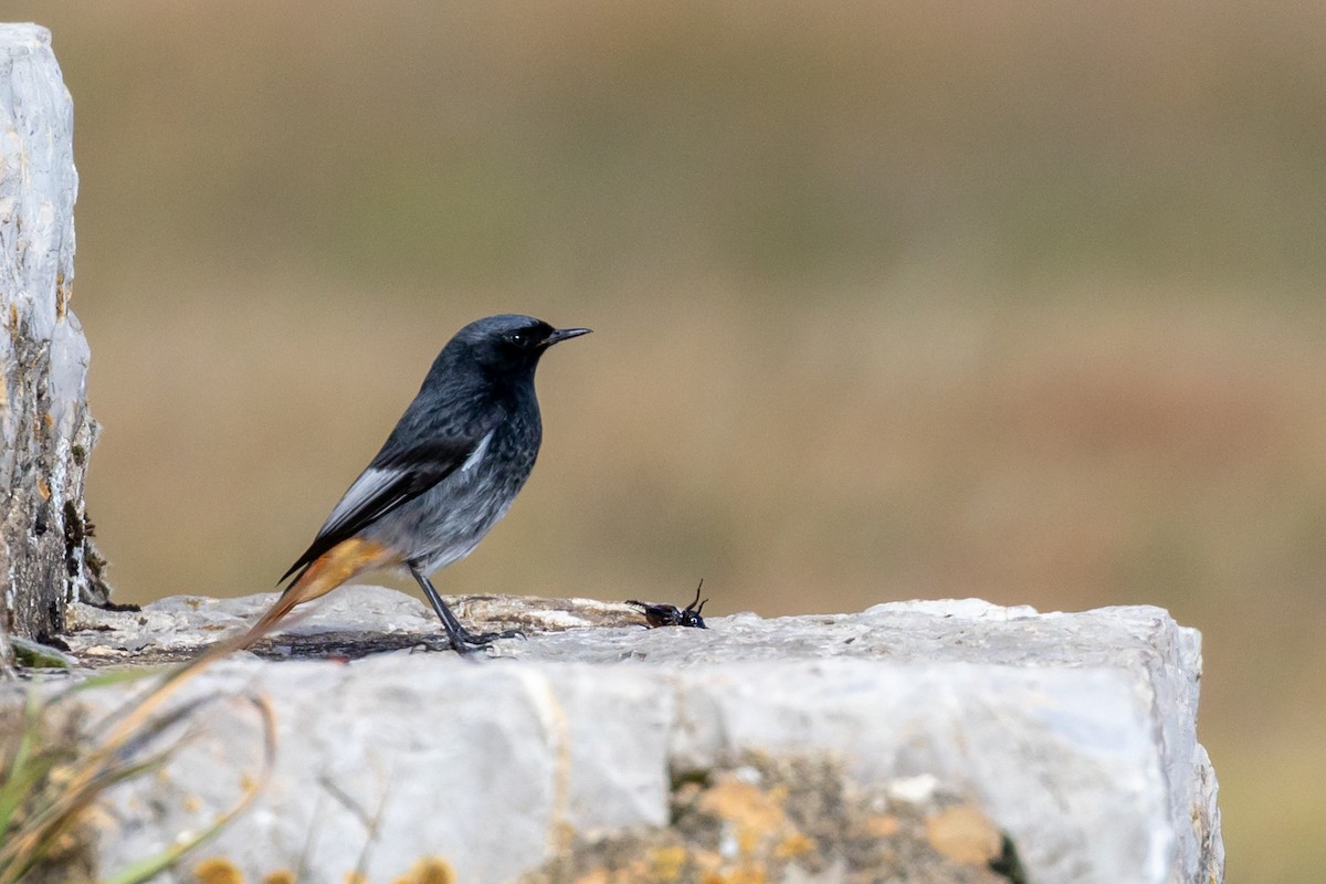 Buztangorri iluna - ML646459293