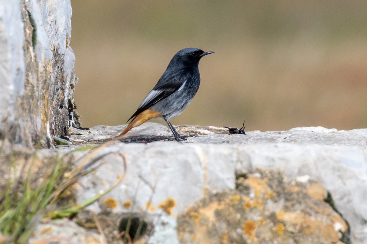 Buztangorri iluna - ML646459294