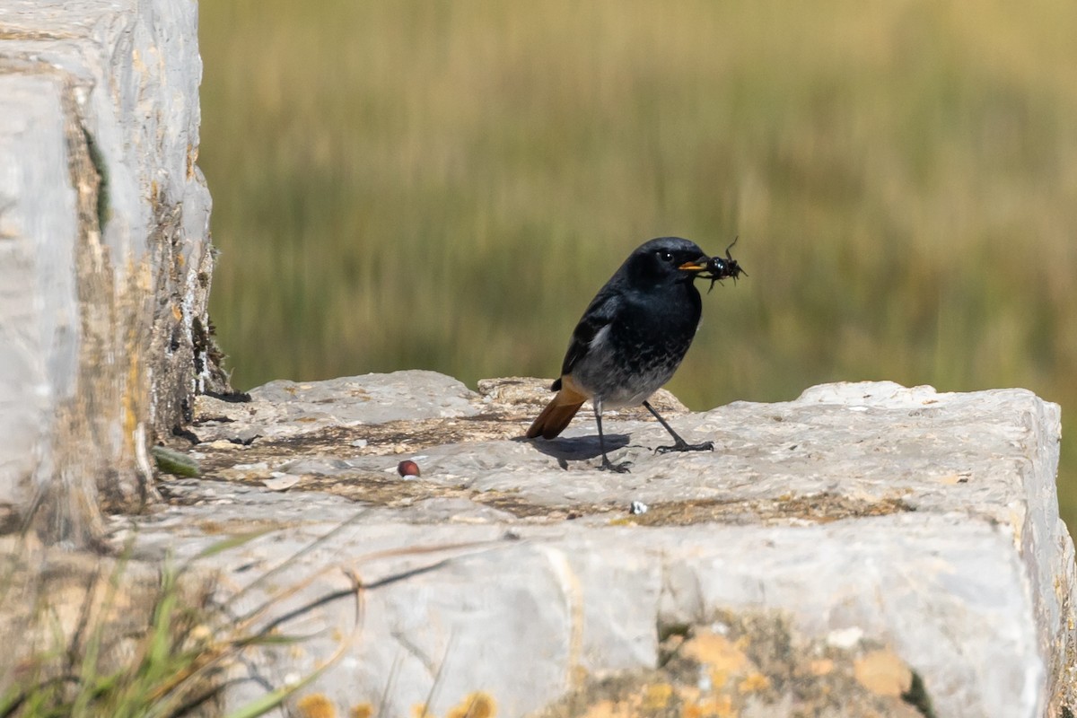 Buztangorri iluna - ML646459295