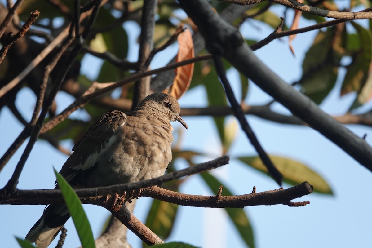 White-winged Dove - ML646459296