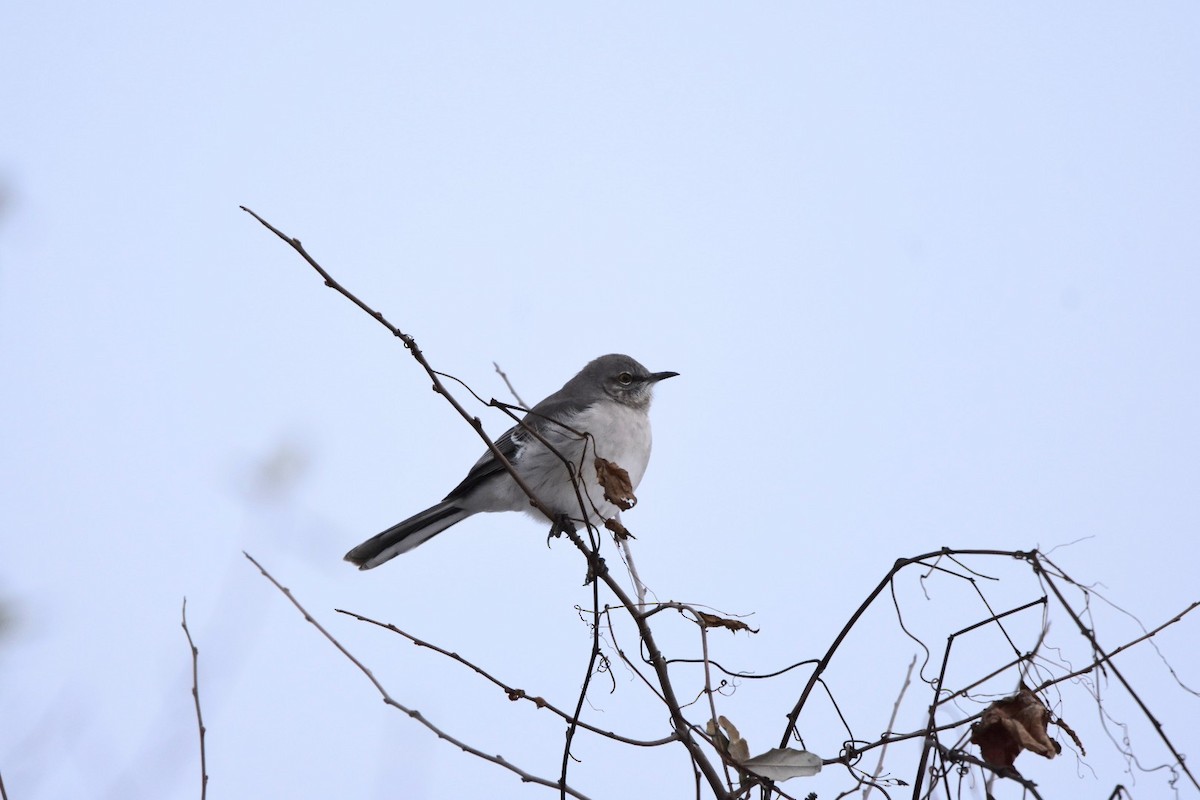 Northern Mockingbird - ML646459297