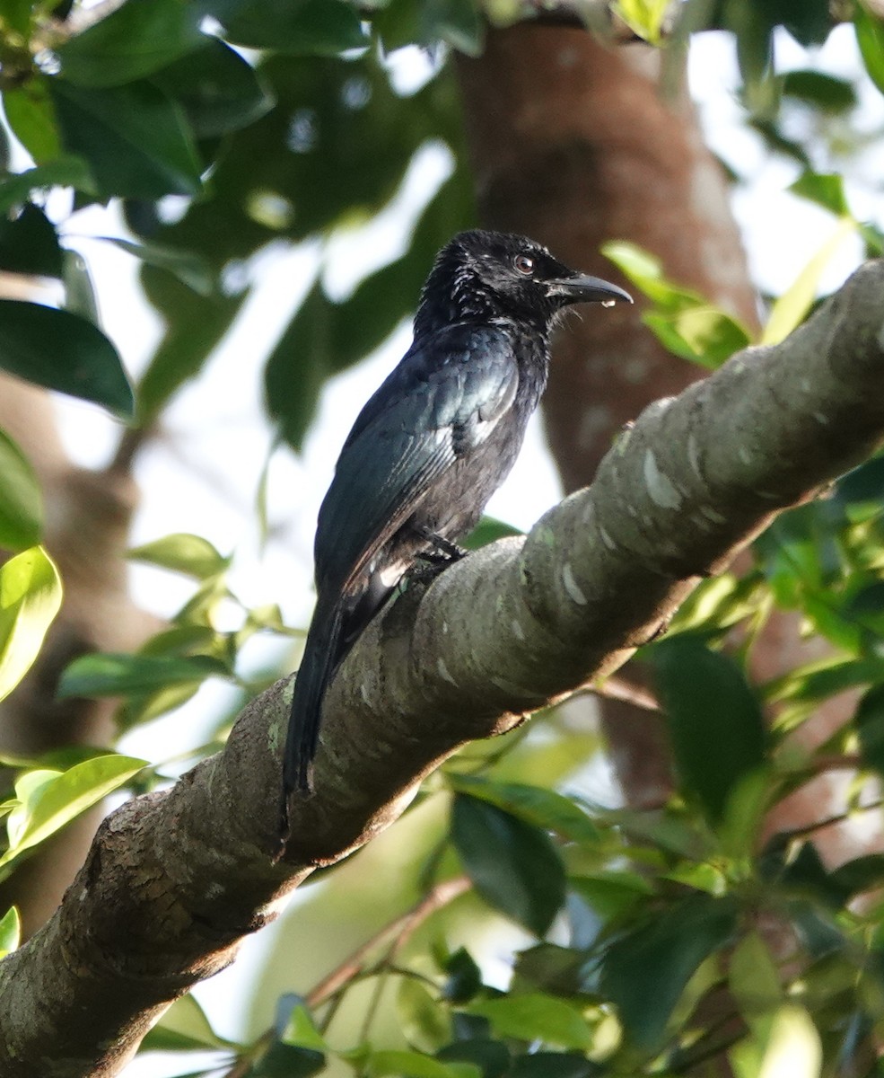 Palawan Drongo - ML646459299