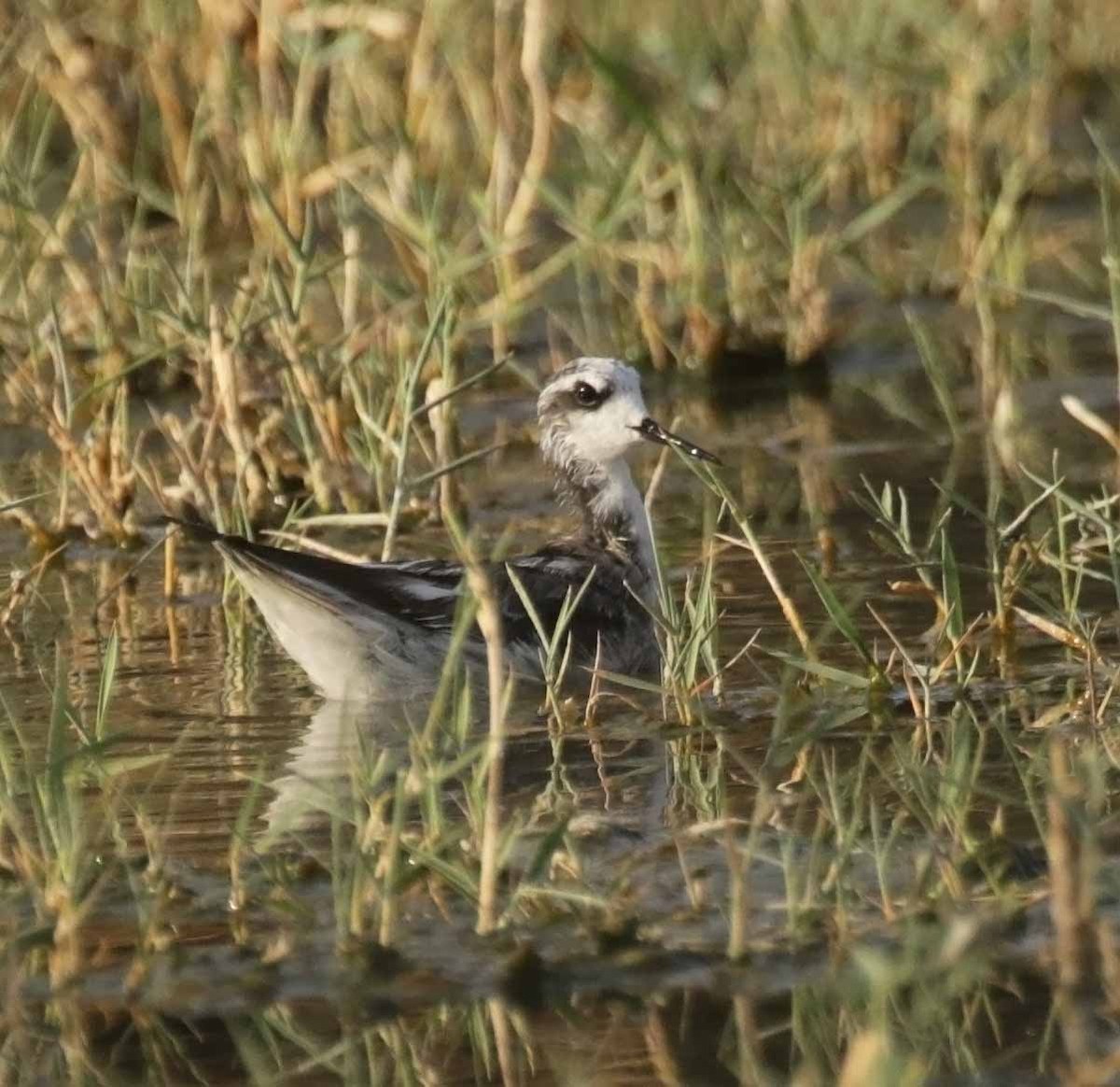 Нарийн сэлээхэй - ML646459300