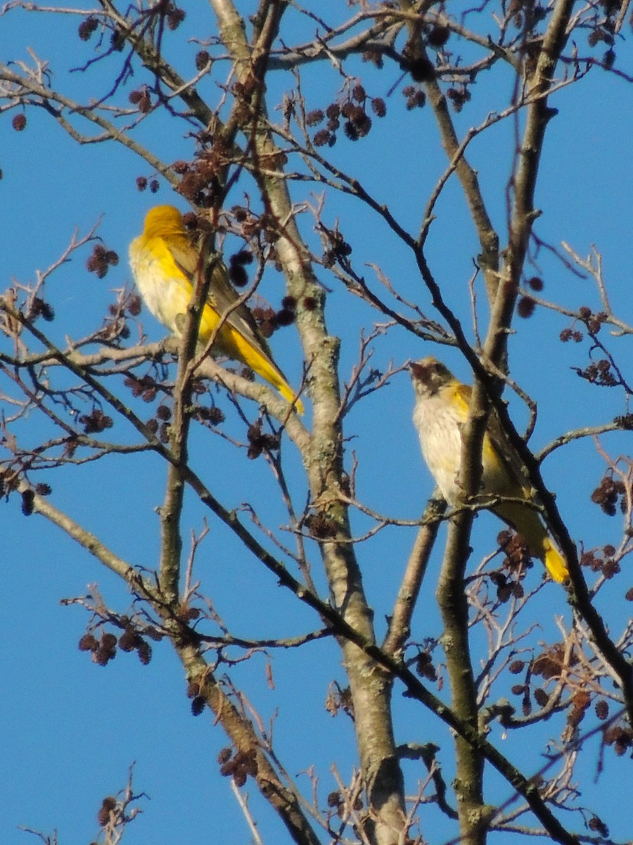 Eurasian Golden Oriole - ML646459301