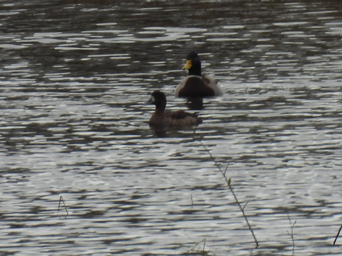 潛鴨屬 - ML646459303