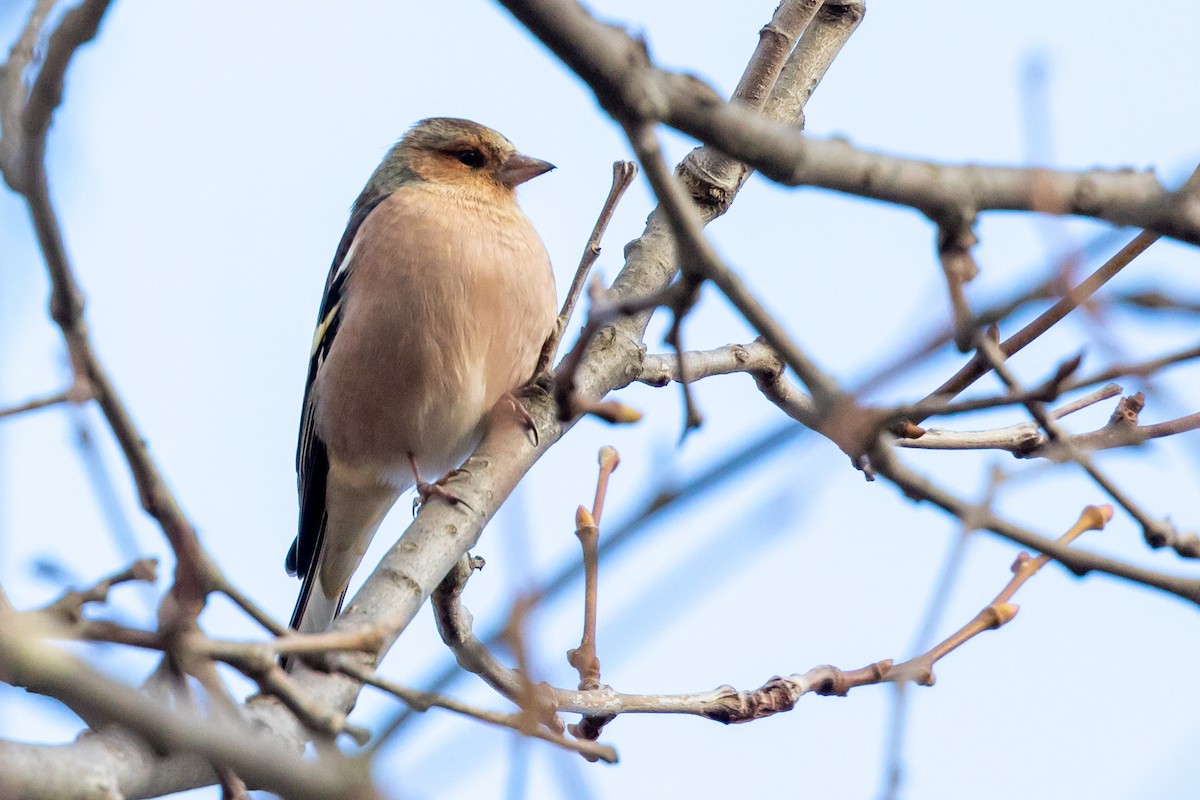 Common Chaffinch - ML646459304