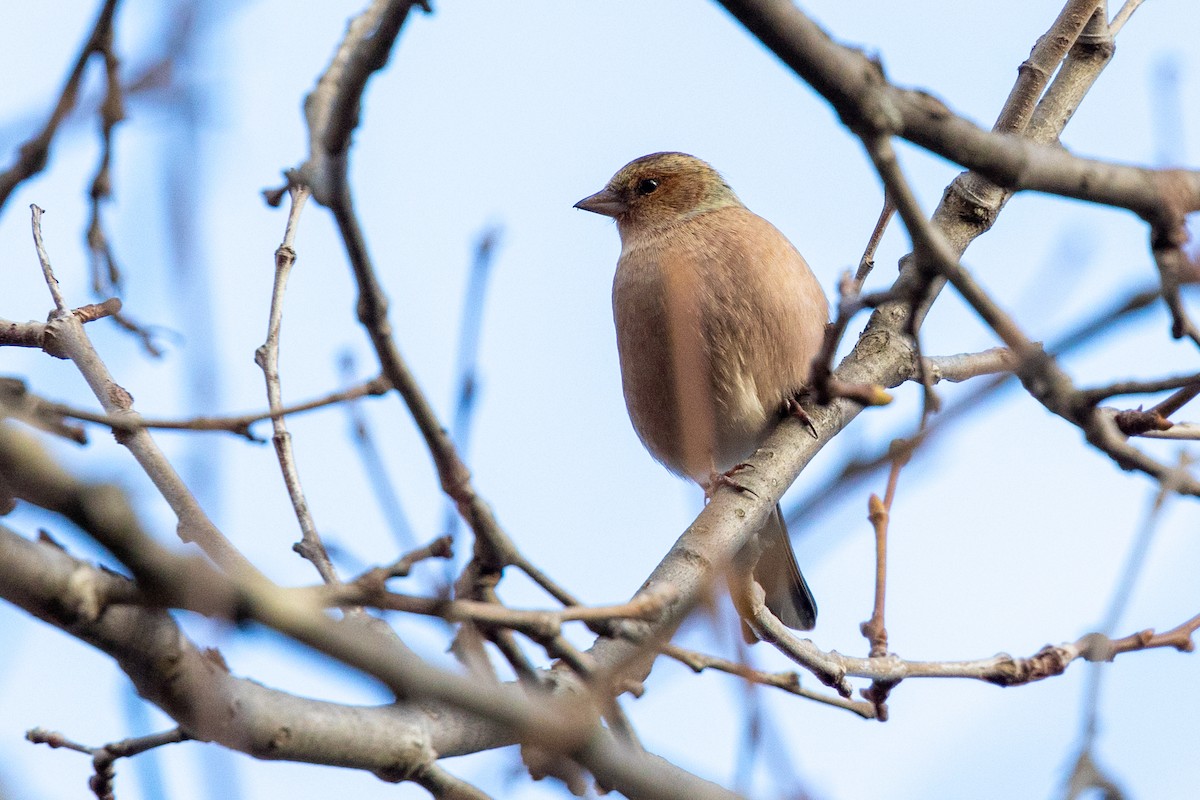 Common Chaffinch - ML646459305