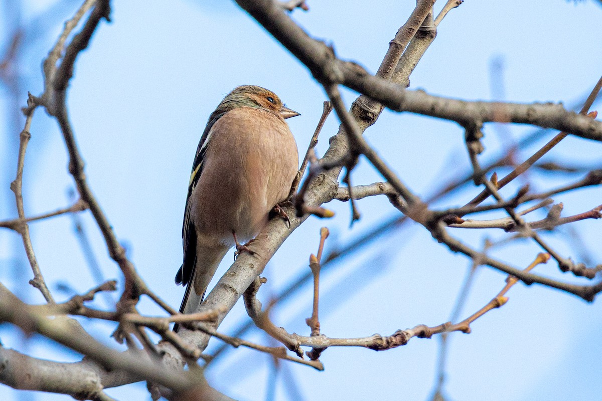 Common Chaffinch - ML646459306