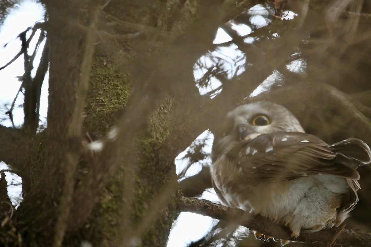 Northern Saw-whet Owl - ML646459307