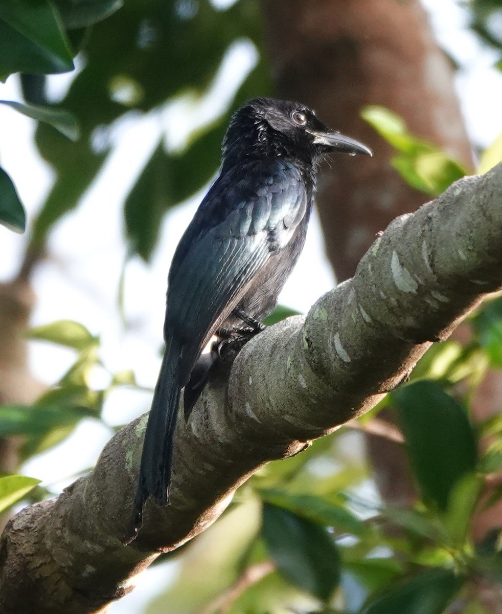 Palawan Drongo - ML646459310