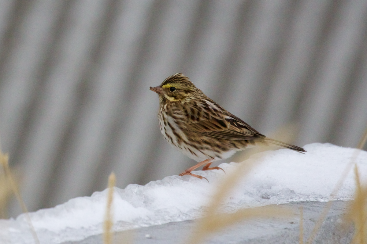 Savannah Sparrow - ML646459312