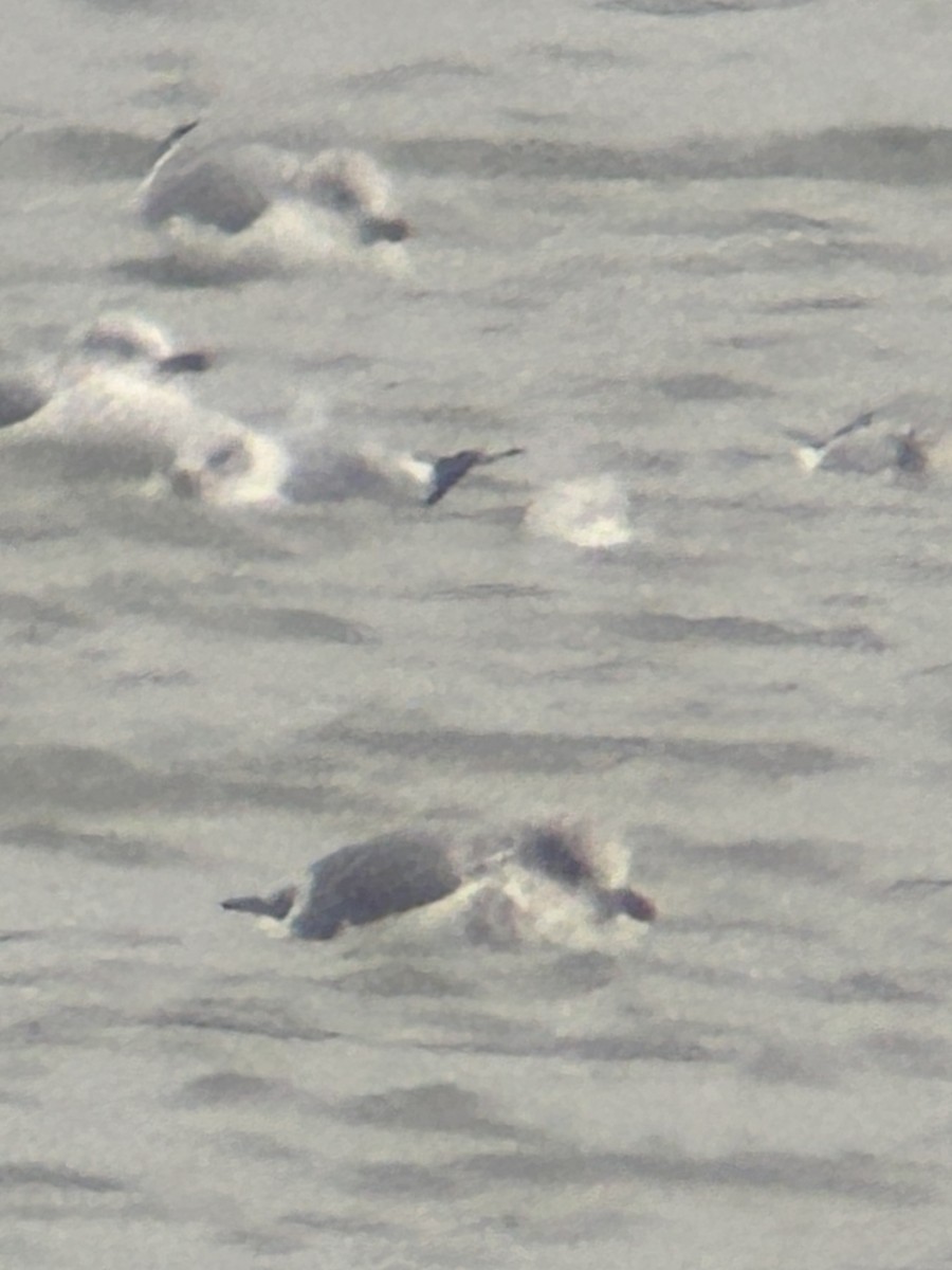 gull sp. - ML646459314