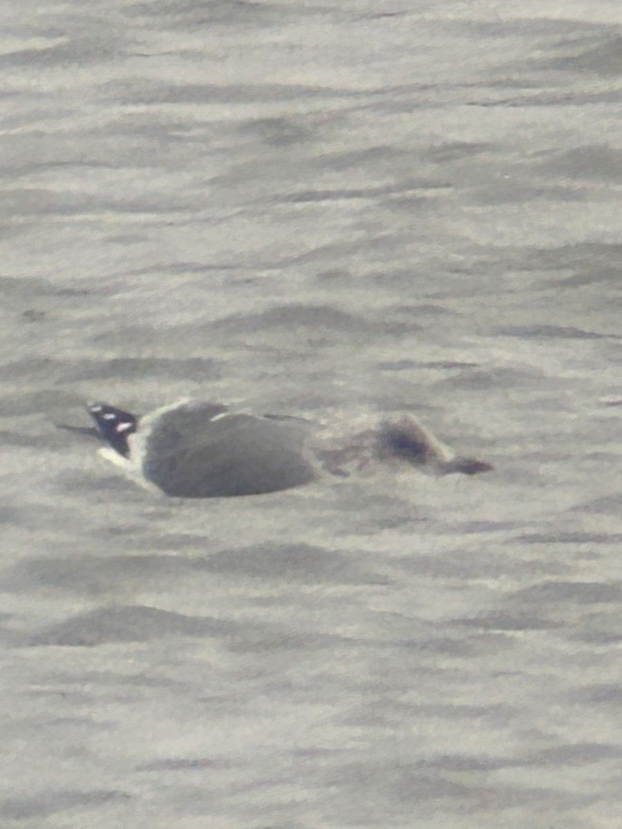 gull sp. - ML646459315