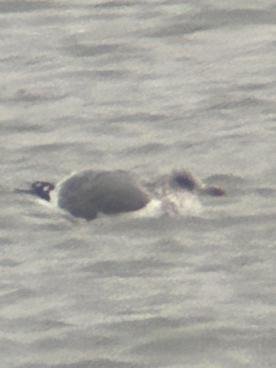 gull sp. - ML646459316