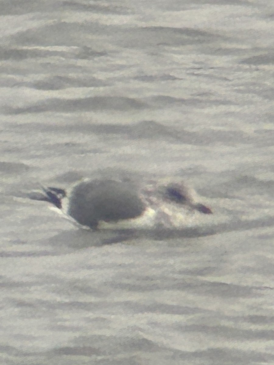 gull sp. - ML646459317