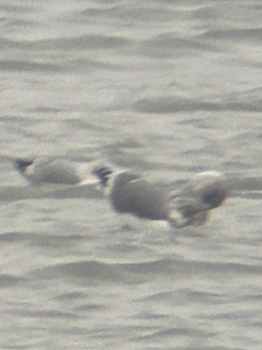 gull sp. - ML646459318