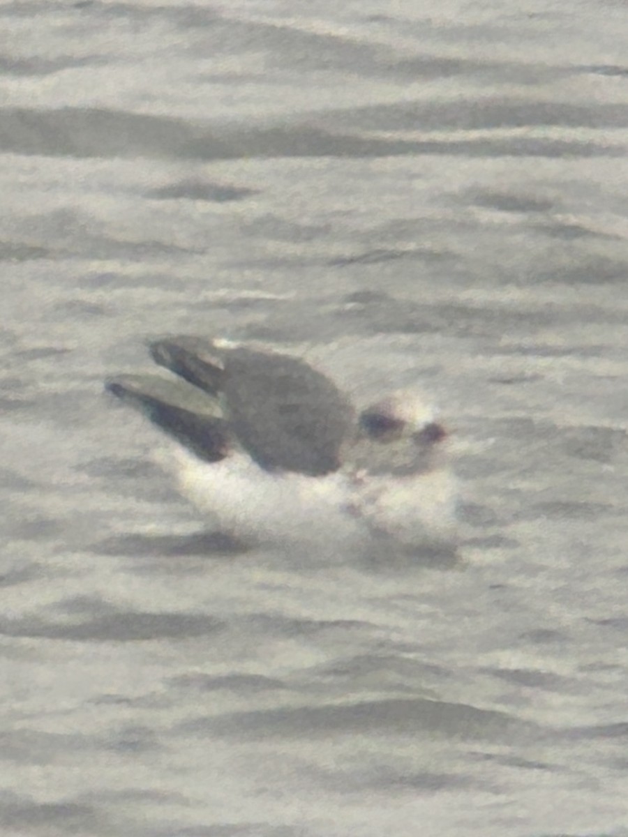 gull sp. - ML646459319