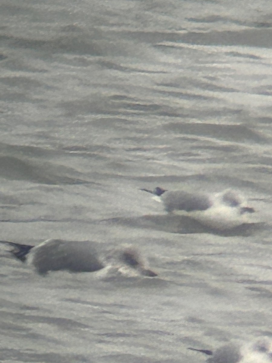 gull sp. - ML646459320