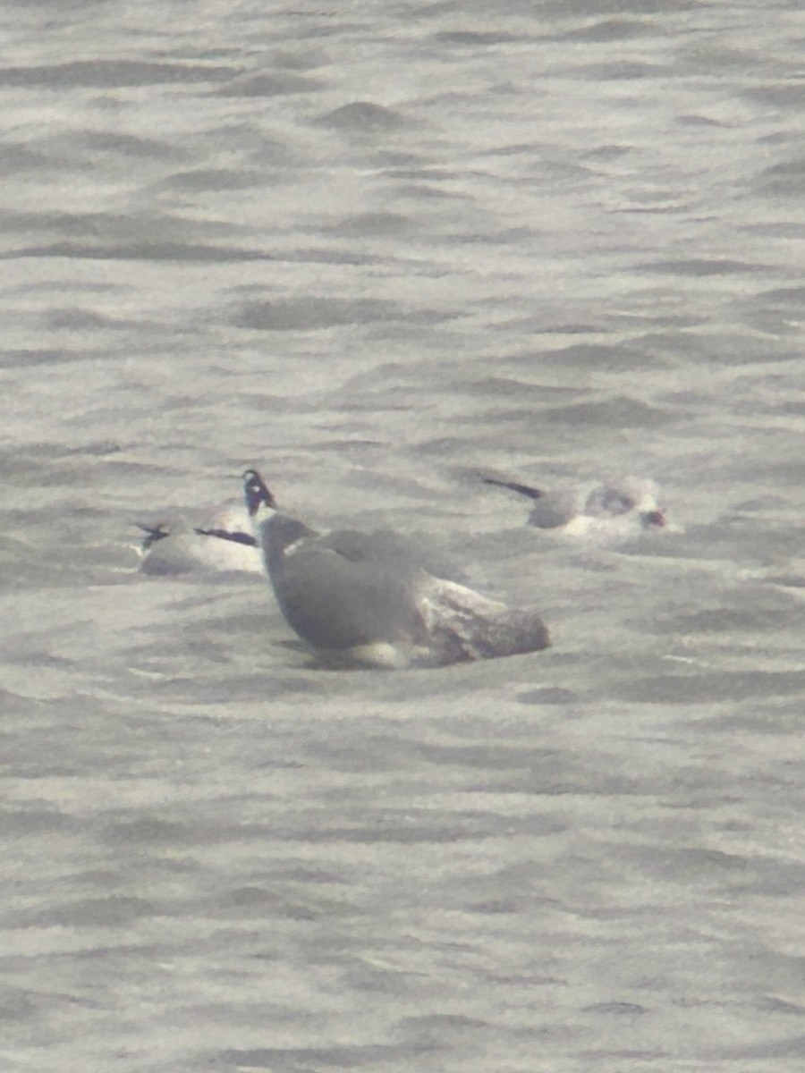 gull sp. - ML646459321