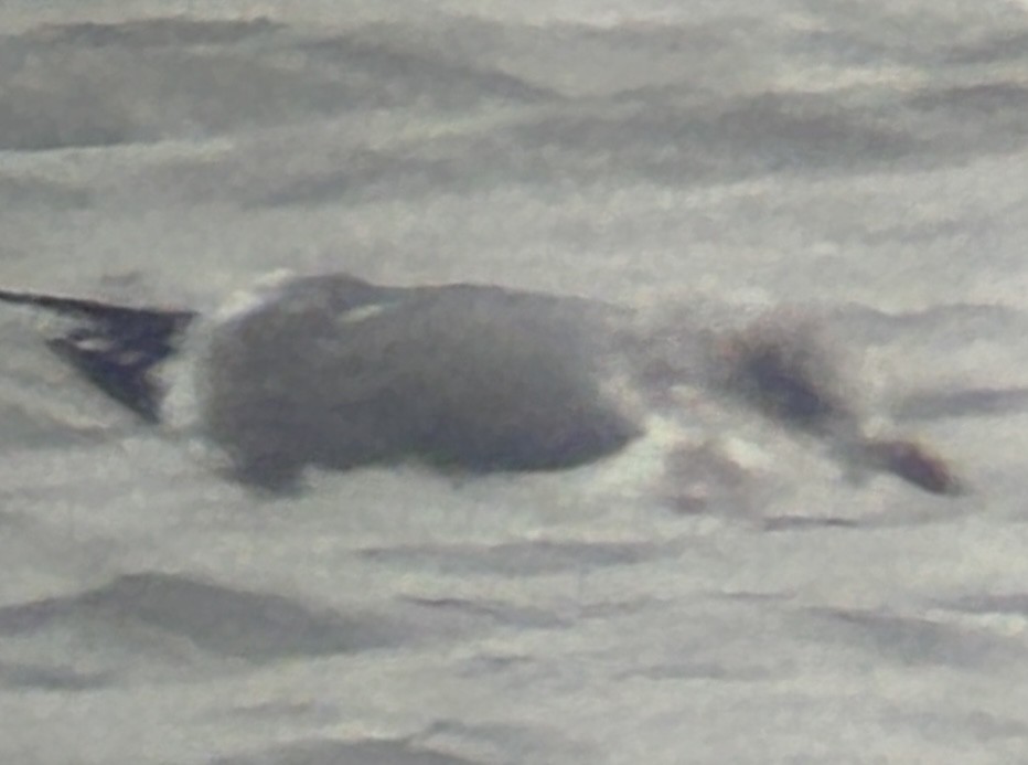 gull sp. - ML646459322