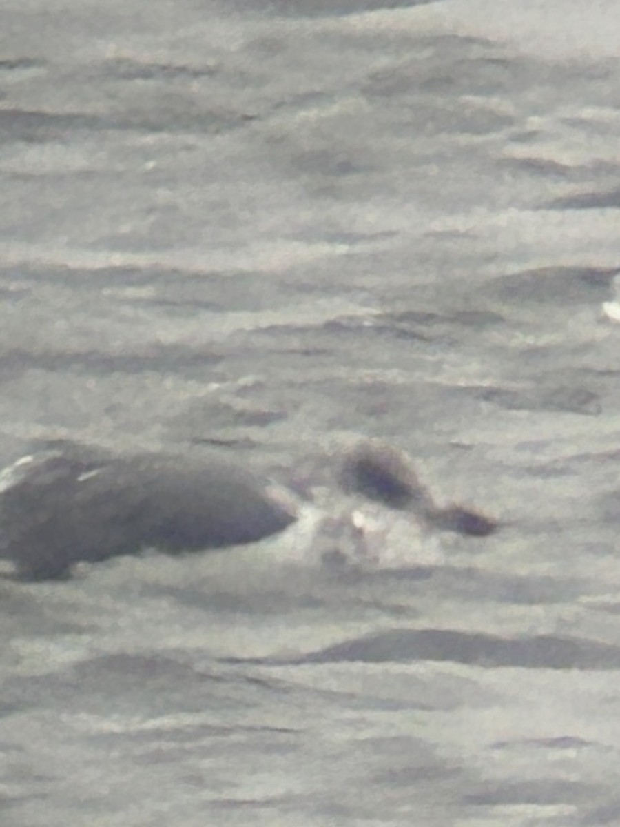 gull sp. - ML646459323