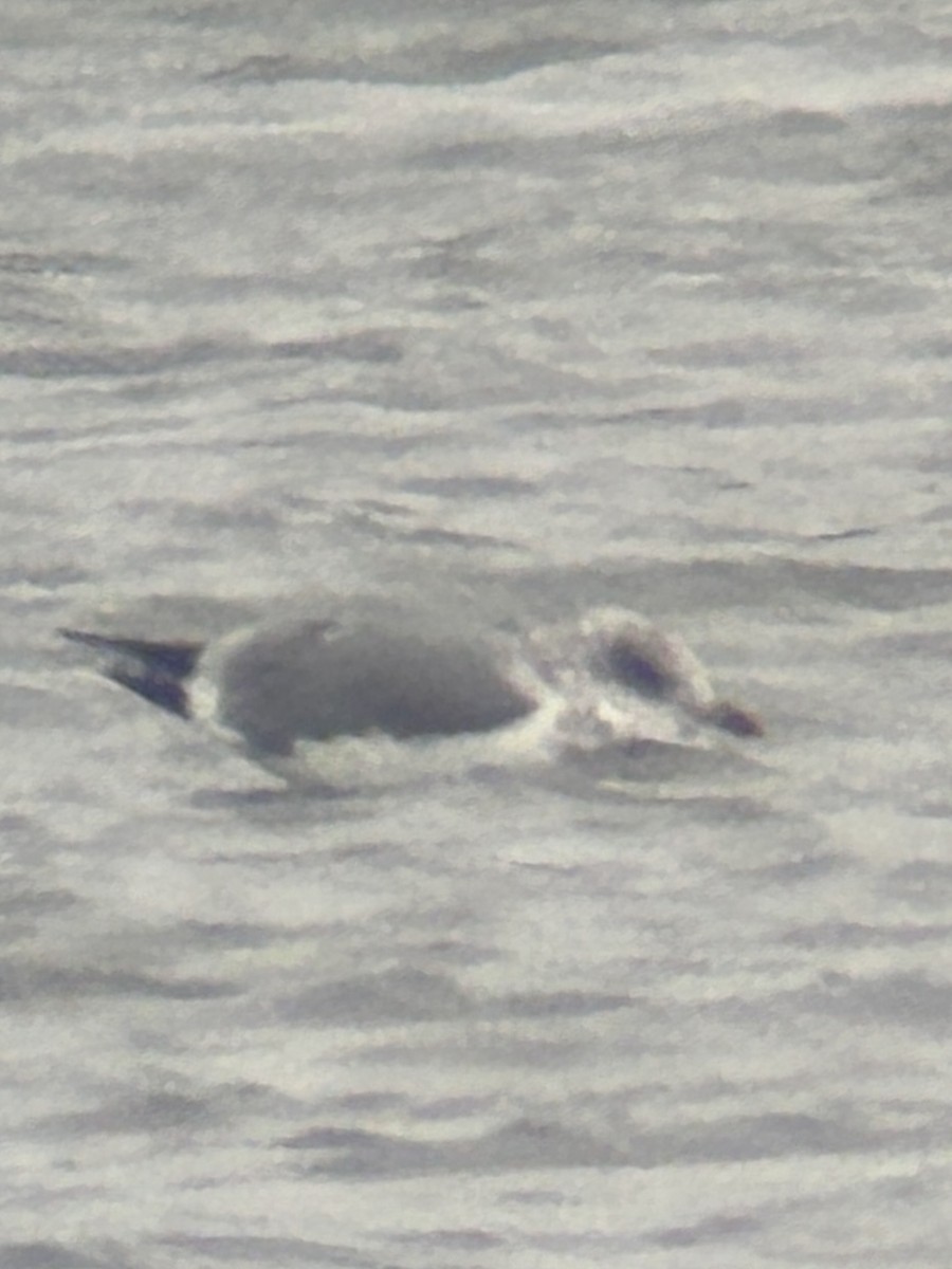 gull sp. - ML646459324