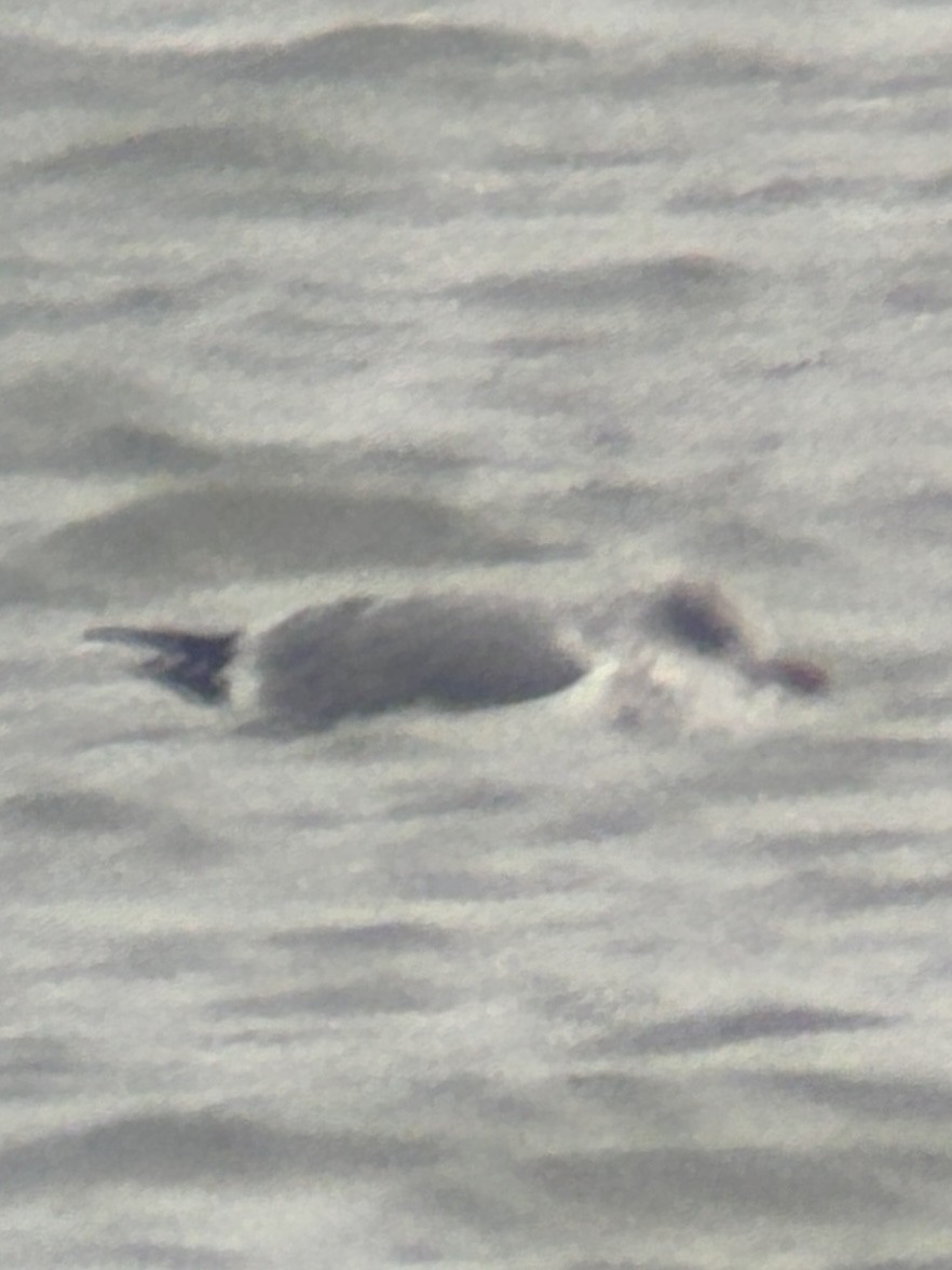 gull sp. - ML646459325