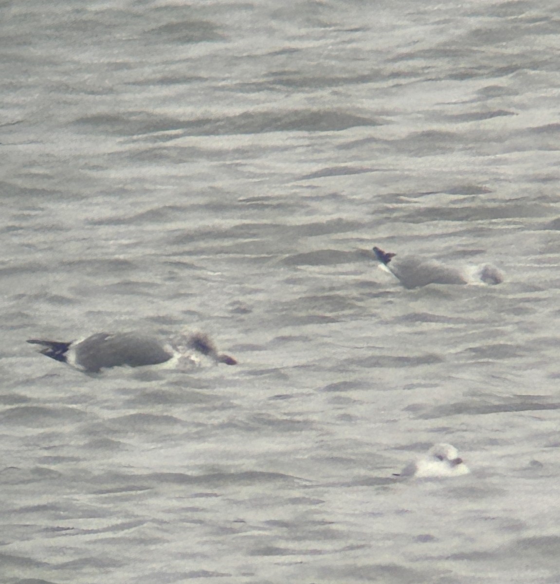 gull sp. - ML646459326