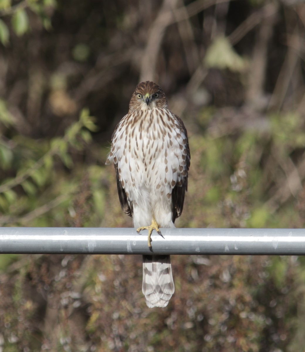 jestřáb americký - ML646459327