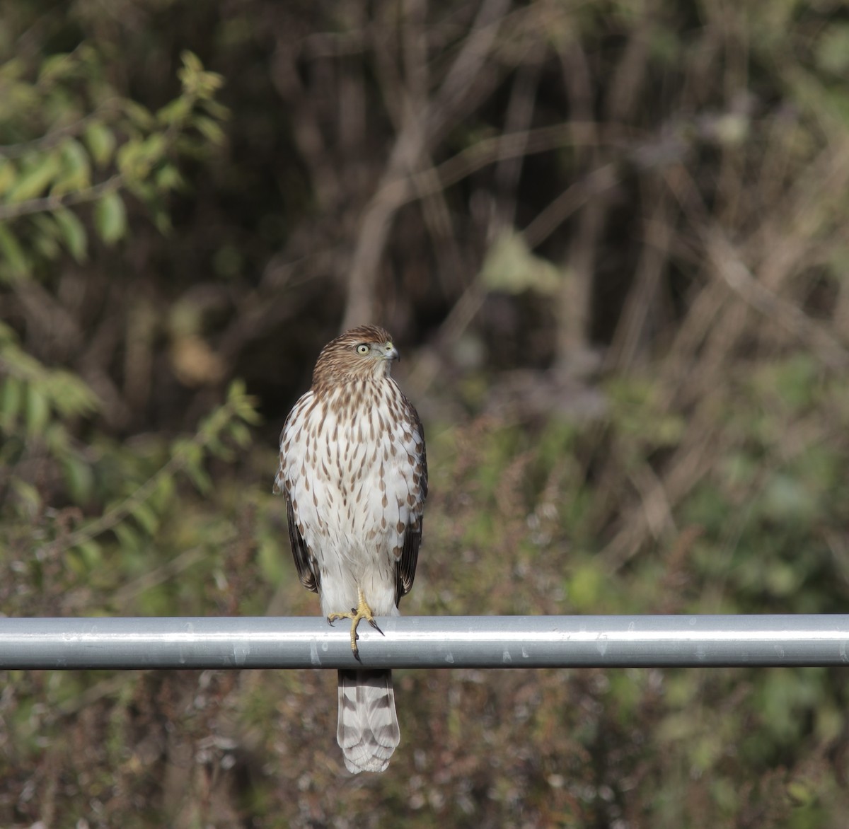 jestřáb americký - ML646459328