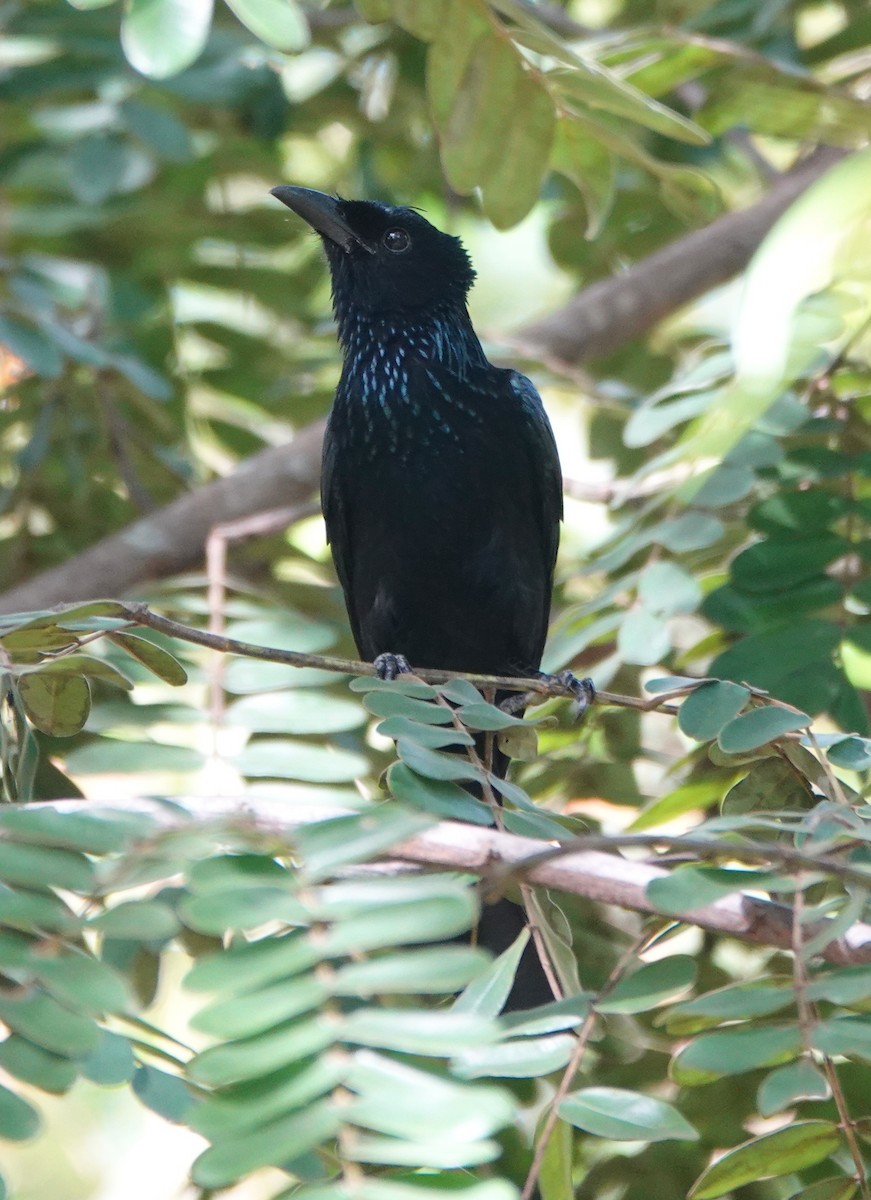 Palawan Drongo - ML646459329