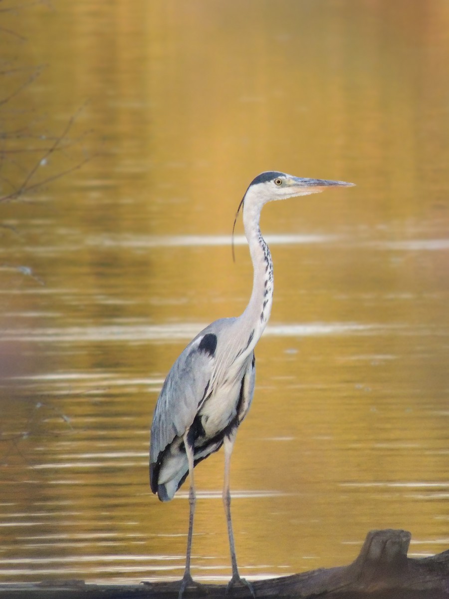 Gray Heron - ML646459332