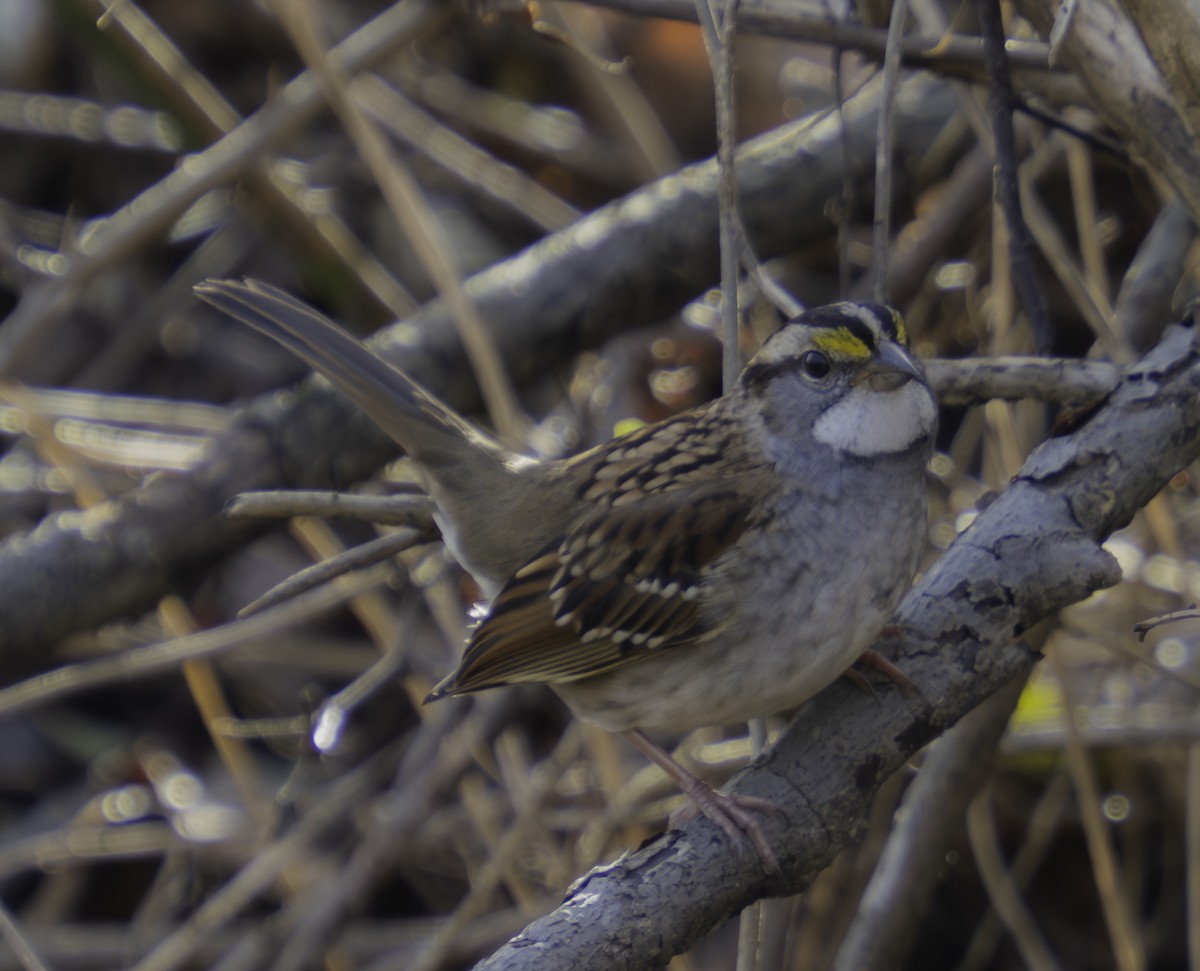 White-throated Sparrow - ML646459333