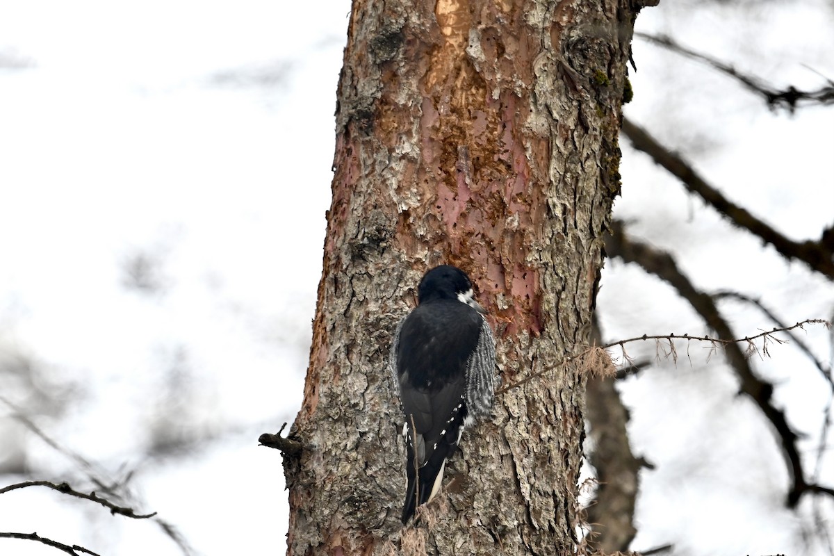 Black-backed Woodpecker - ML646459334