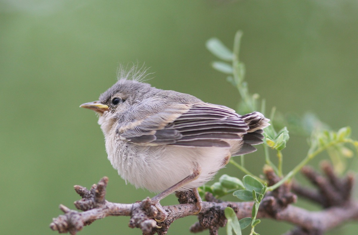 Paruline de Lucy - ML646459337