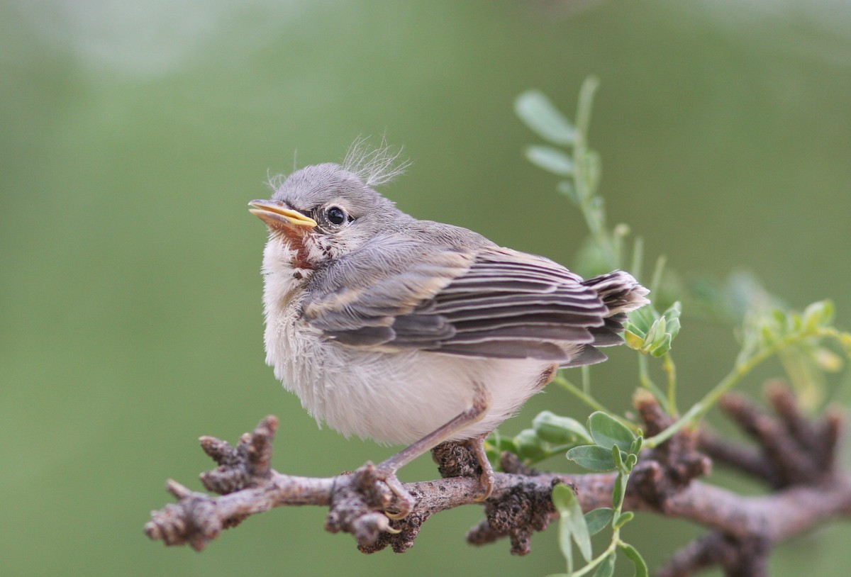Paruline de Lucy - ML646459338
