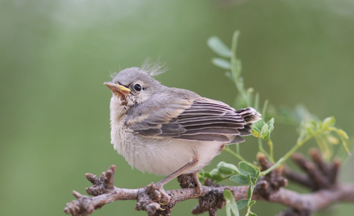 Paruline de Lucy - ML646459339