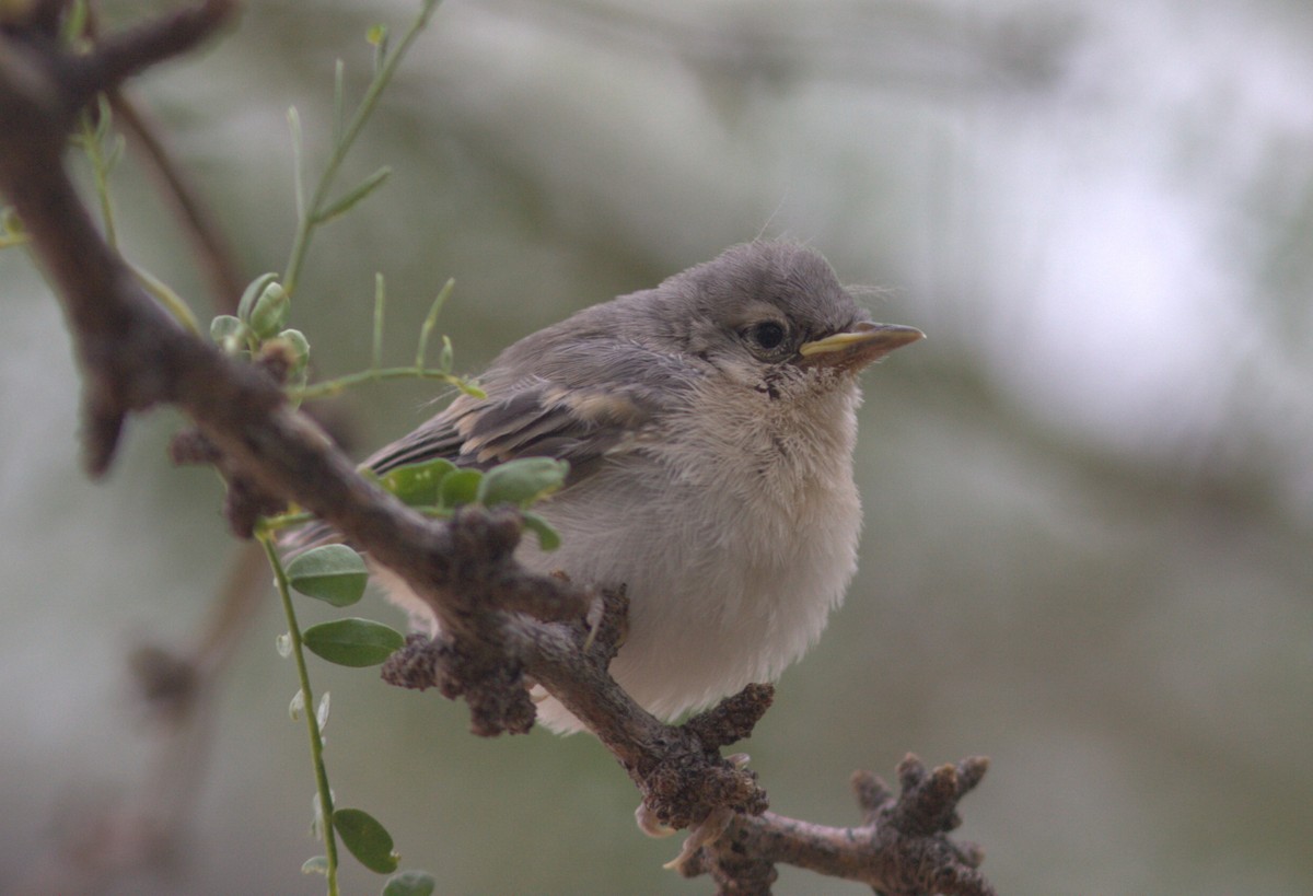 Paruline de Lucy - ML646459340