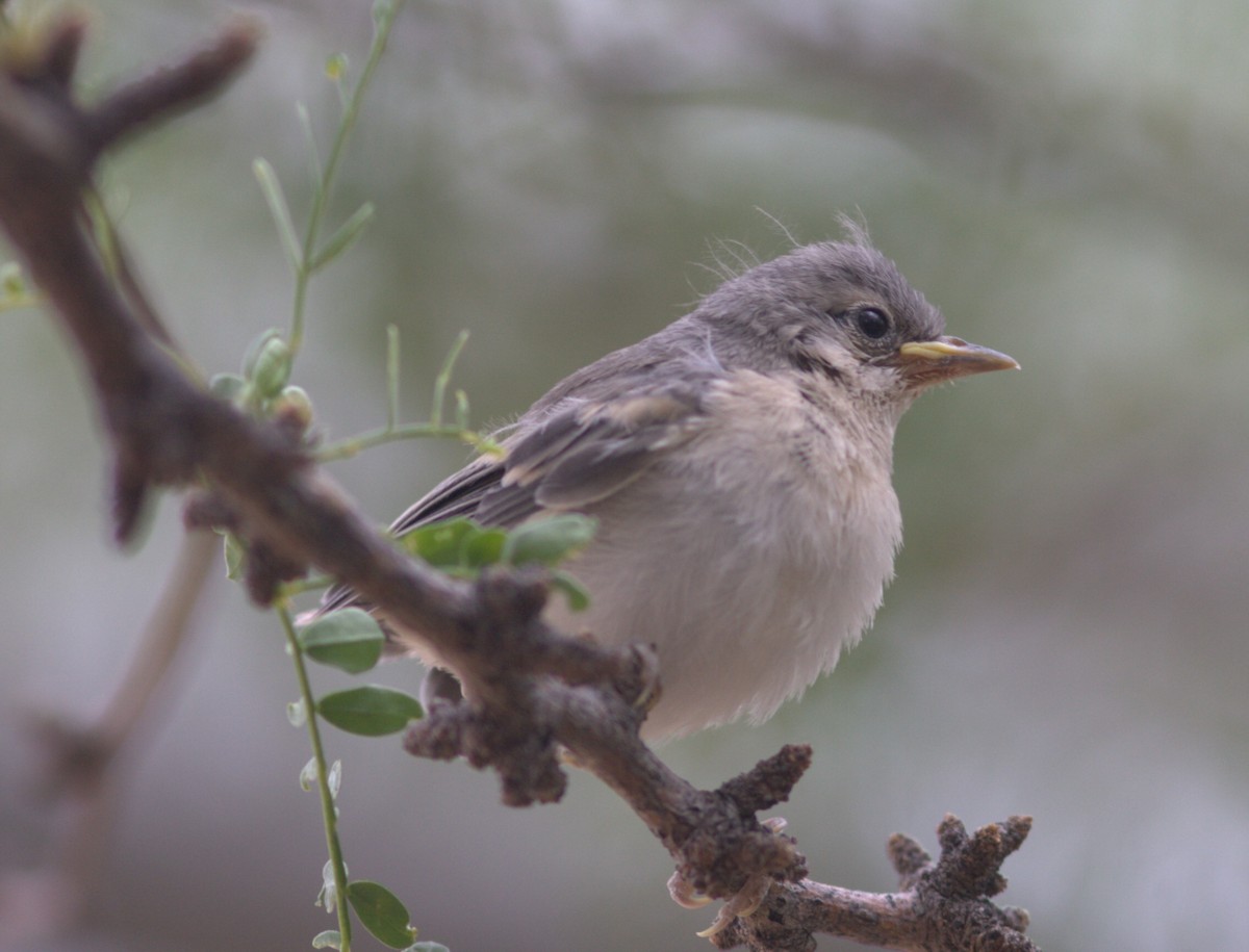 Paruline de Lucy - ML646459341