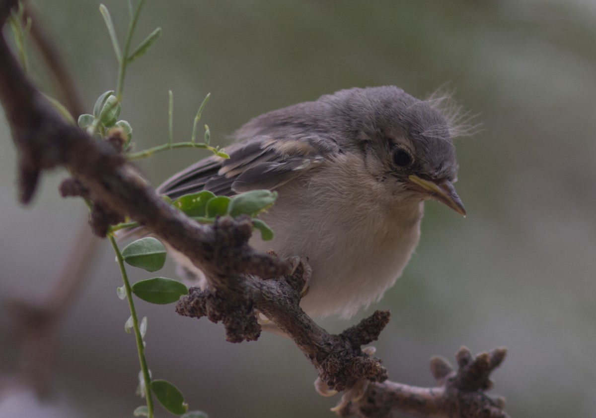 Paruline de Lucy - ML646459342