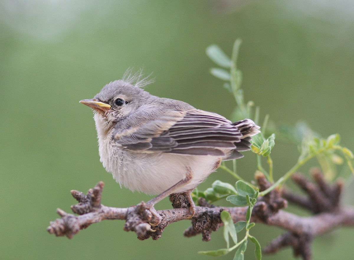Paruline de Lucy - ML646459343