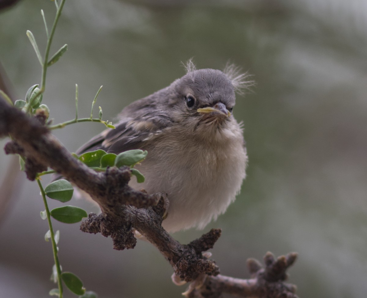 Paruline de Lucy - ML646459344