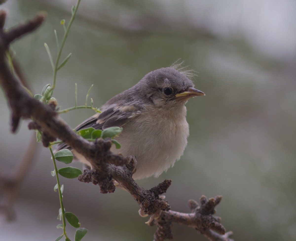 Paruline de Lucy - ML646459345